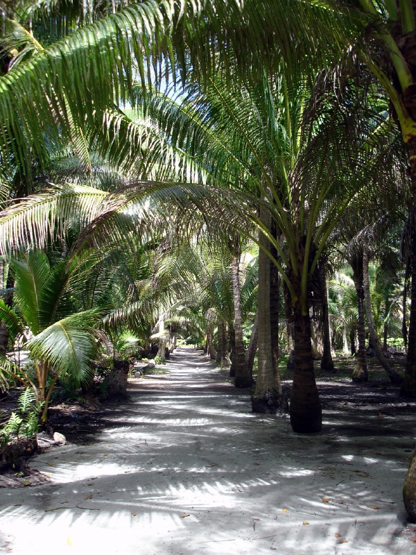 Tree lined pathways lead you through the island.
